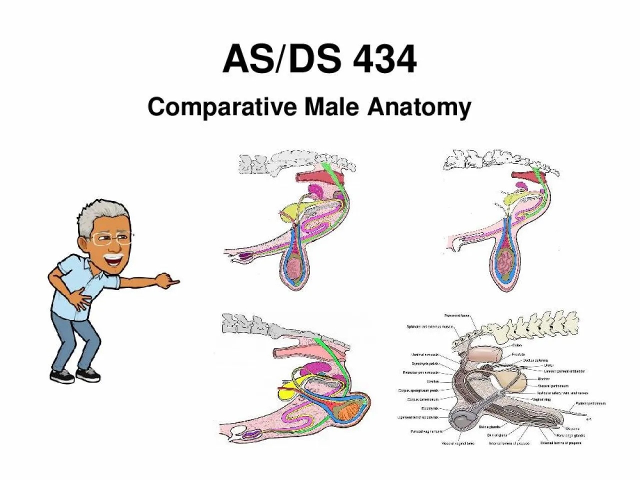 PPT-AS/DS 434 Comparative Male Anatomy