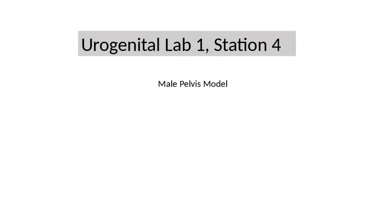 PPT-Urogenital Lab 1, Station 4