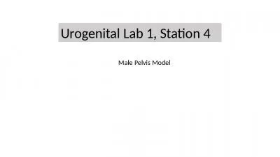 Urogenital  Lab 1,  Station 4