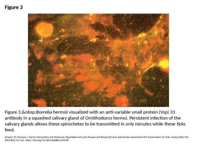 Figure 3 Figure 3.&nbsp;Borrelia hermsii visualized with an anti-variable small protein