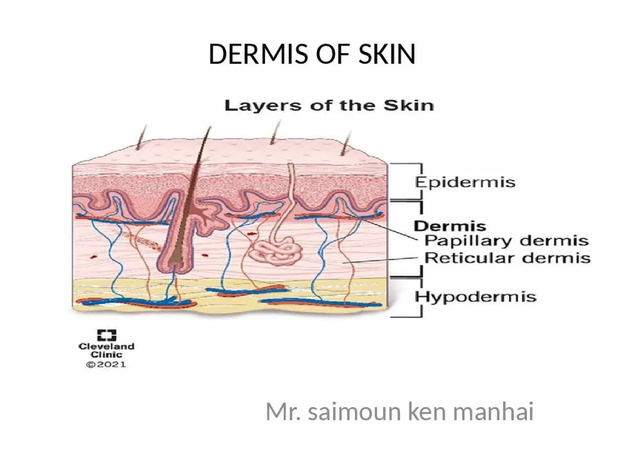 PPT-DERMIS OF SKIN