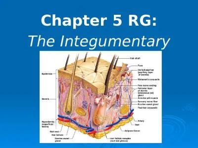 Chapter 5 RG: The  Integumentary