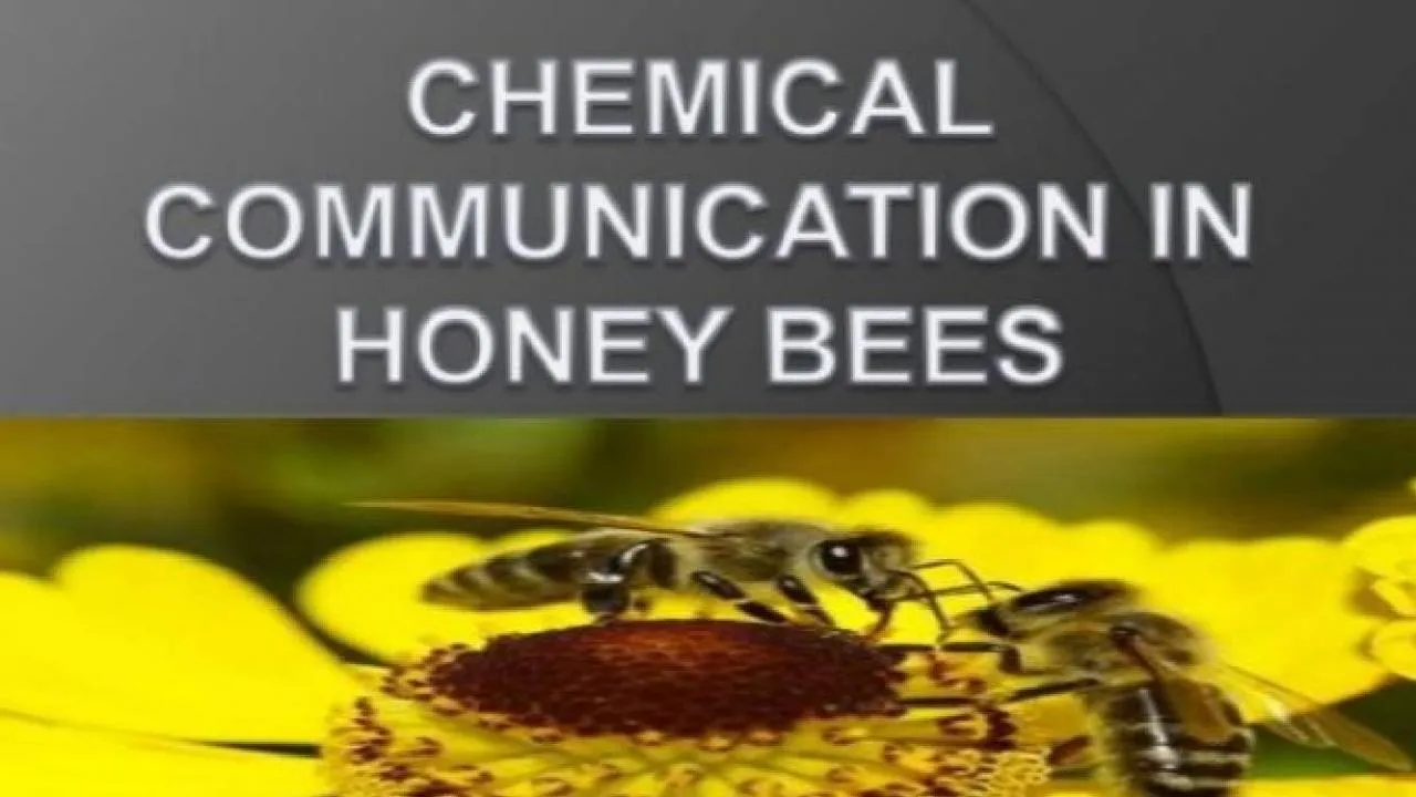 PPT-INDEX Introduction to honey bees