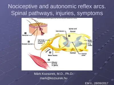 Nociceptive and autonomic reflex arcs.