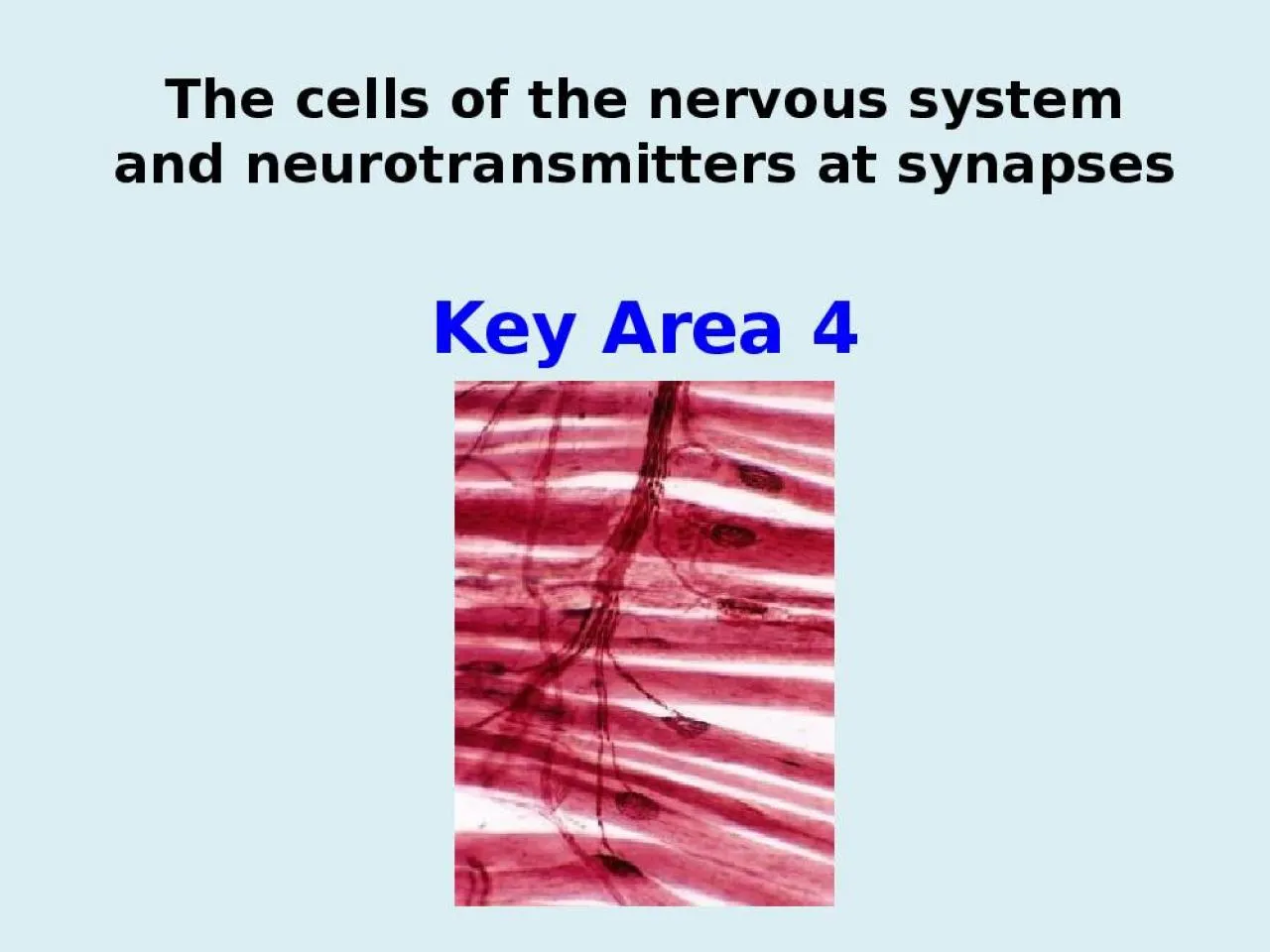 PPT-The cells of the nervous system and neurotransmitters at synapses