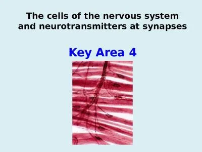 The cells of the nervous system and neurotransmitters at synapses