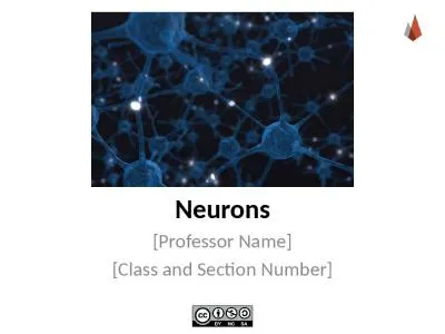 Neurons [Professor Name]