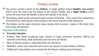 Urinary system The urinary system consists of two