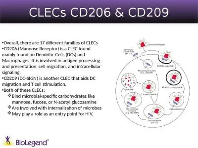 CLECs CD206 & CD209 Overall, there are 17 different families of CLECs