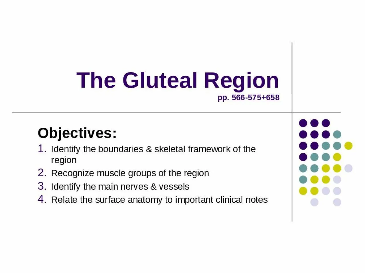 PPT-The Gluteal Region pp. 566-575+658