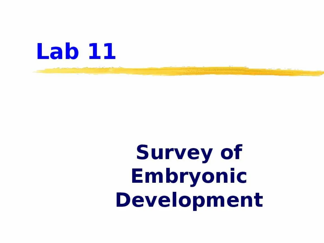 PPT-Lab 11 Survey of Embryonic Development