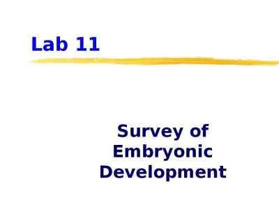 Lab 11 Survey of Embryonic Development