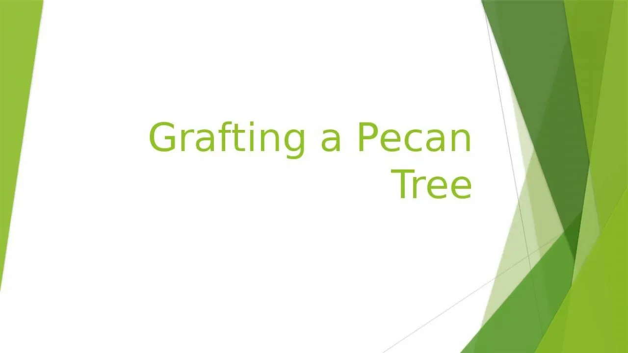 PPT-Grafting a Pecan Tree In pecan trees, the varieties with high-quality nuts often have