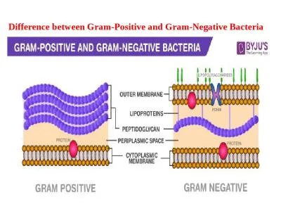 Difference between Gram-Positive and Gram-Negative Bacteria