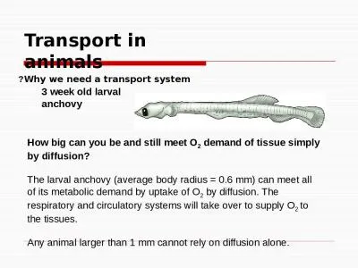 Transport in animals Why we need a transport system?