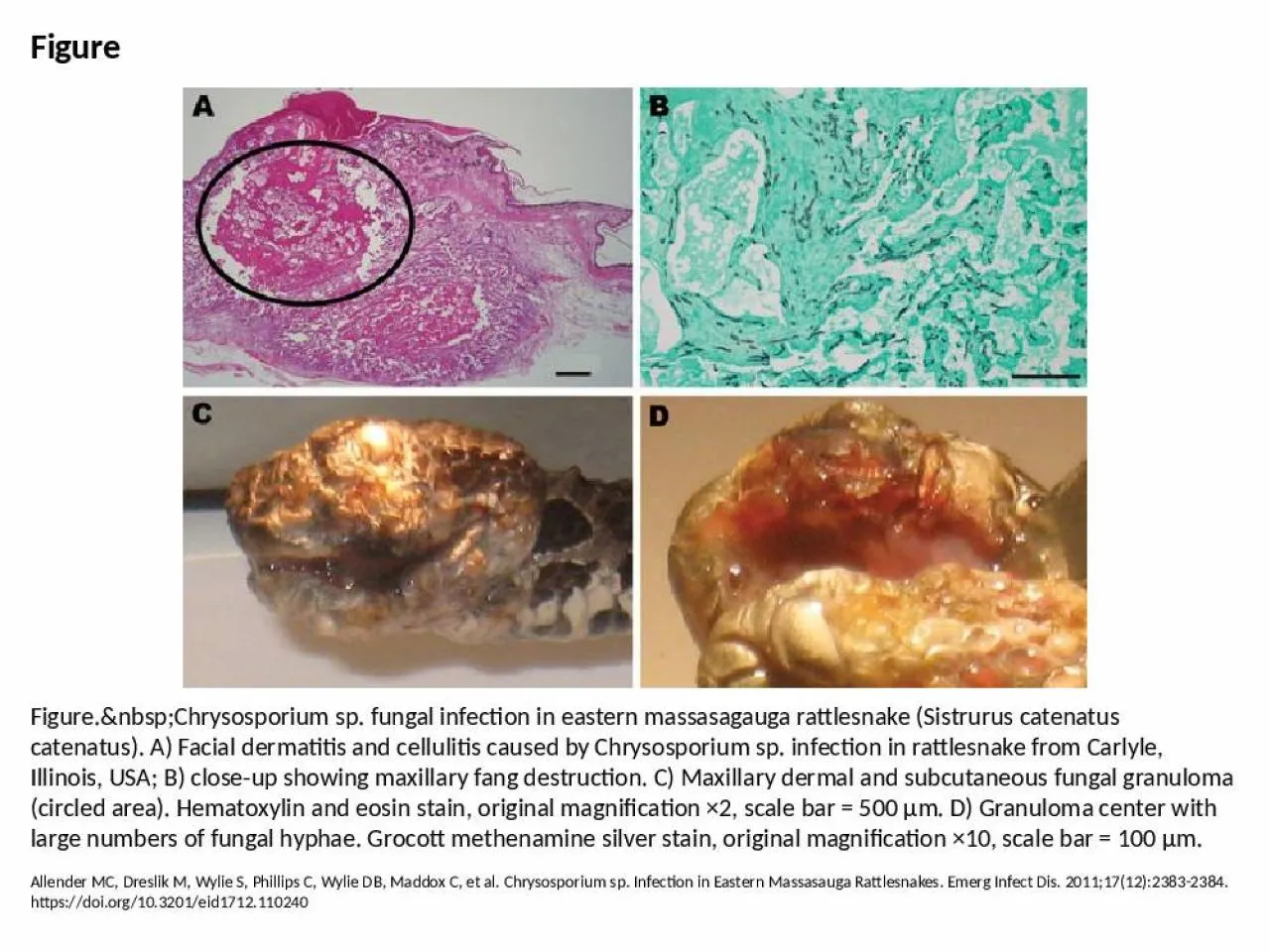 PPT-Figure Figure.&nbsp;Chrysosporium sp. fungal infection in eastern massasagauga rattlesnake