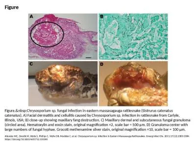 Figure Figure.&nbsp;Chrysosporium sp. fungal infection in eastern massasagauga rattlesnake