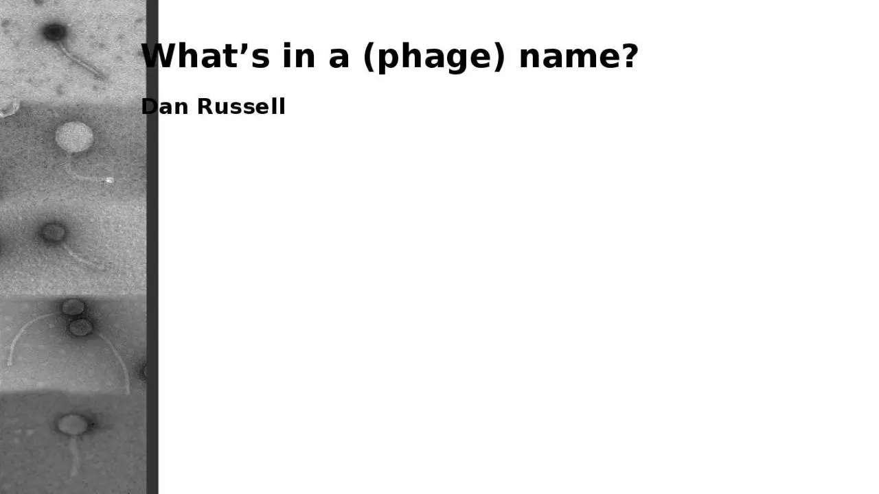 PPT-What’s in a (phage) name?