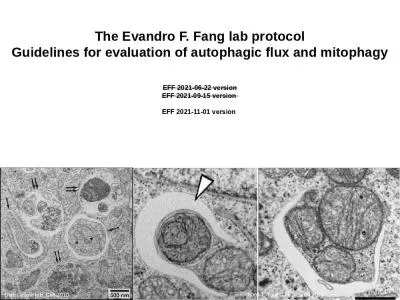 The Evandro F. Fang lab protocol