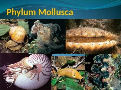 Phylum  Mollusca I. Characteristics