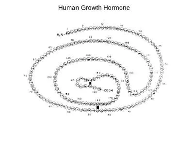 Human Growth Hormone GH Hypothalamus