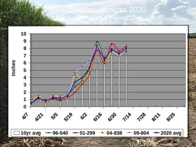 Growth Measurements 2020