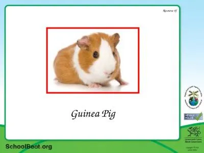 Guinea Pig Resource  4f