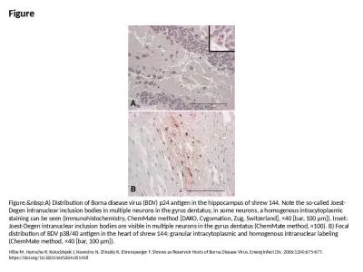 Figure Figure.&nbsp;A) Distribution of Borna disease virus (BDV) p24 antigen in the hippocampus