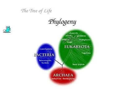 Phylogeny The Tree of Life