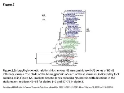 Figure 2 Figure 2.&nbsp;Phylogenetic relationships among N1 neuraminidase (NA) genes