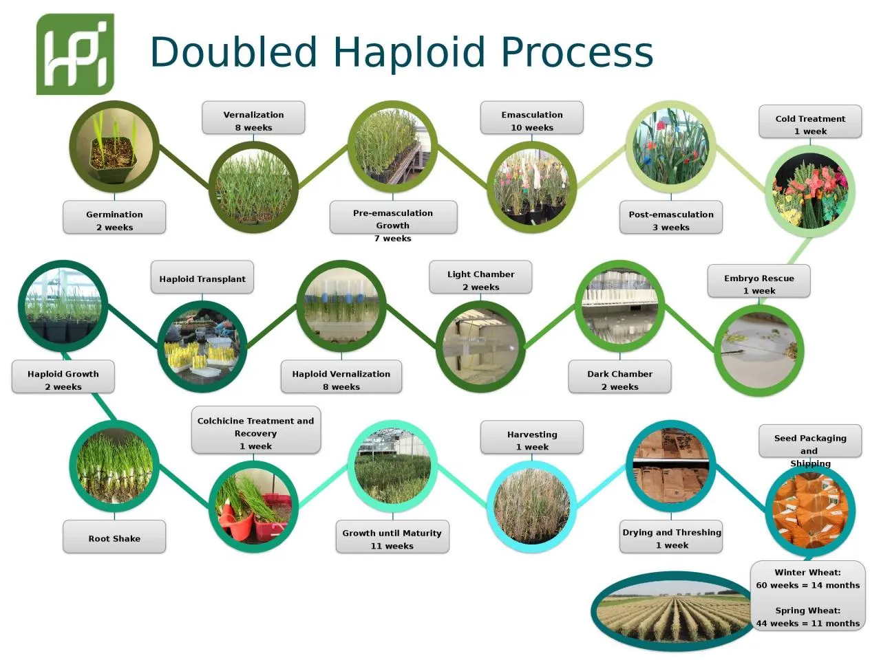 PPT-Doubled Haploid Process Vernalization