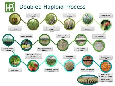 Doubled Haploid Process Vernalization