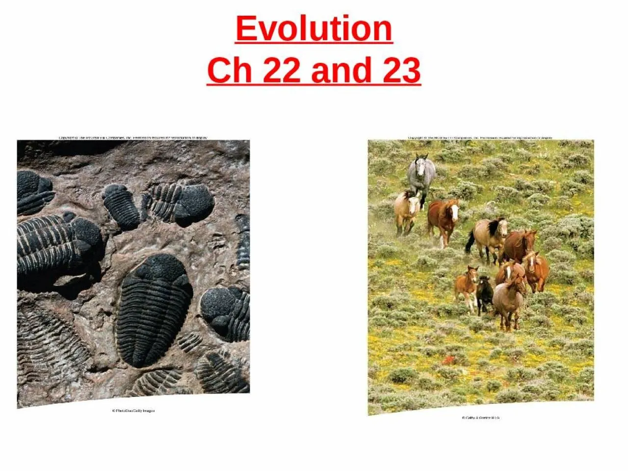 PPT-Evolution Ch 22 and 23 Evolution: