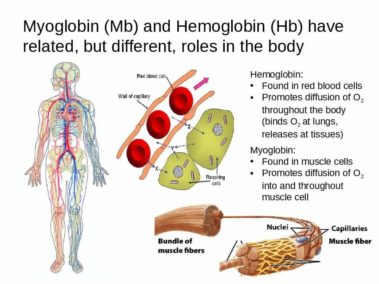 PPT-Myoglobin (Mb) and Hemoglobin (