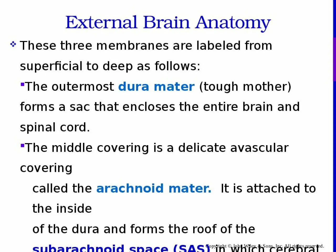 PPT-External Brain Anatomy These three membranes