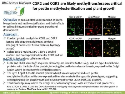 CGR2 and CGR3 are likely