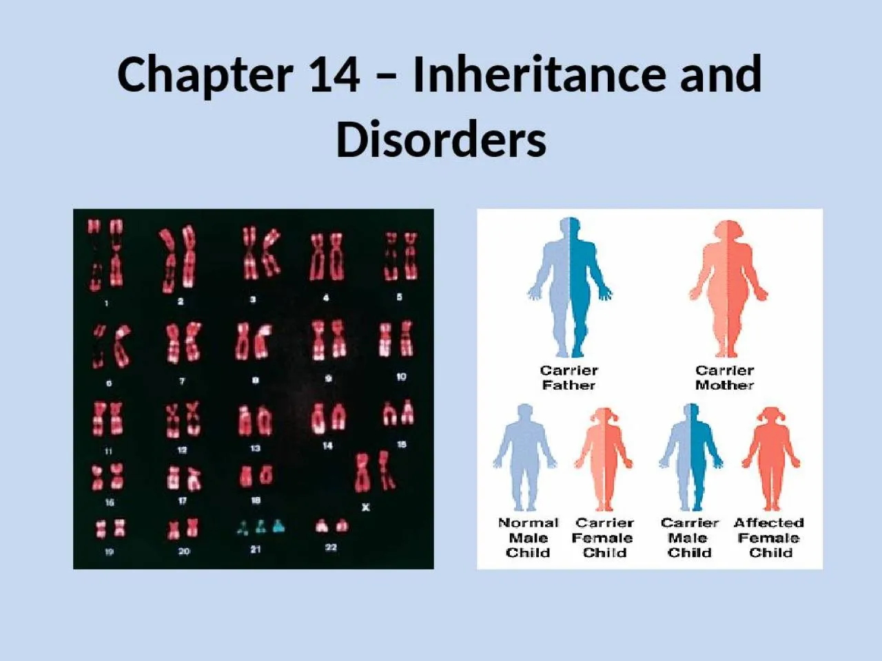 PPT-Chapter 14 – Inheritance and Disorders