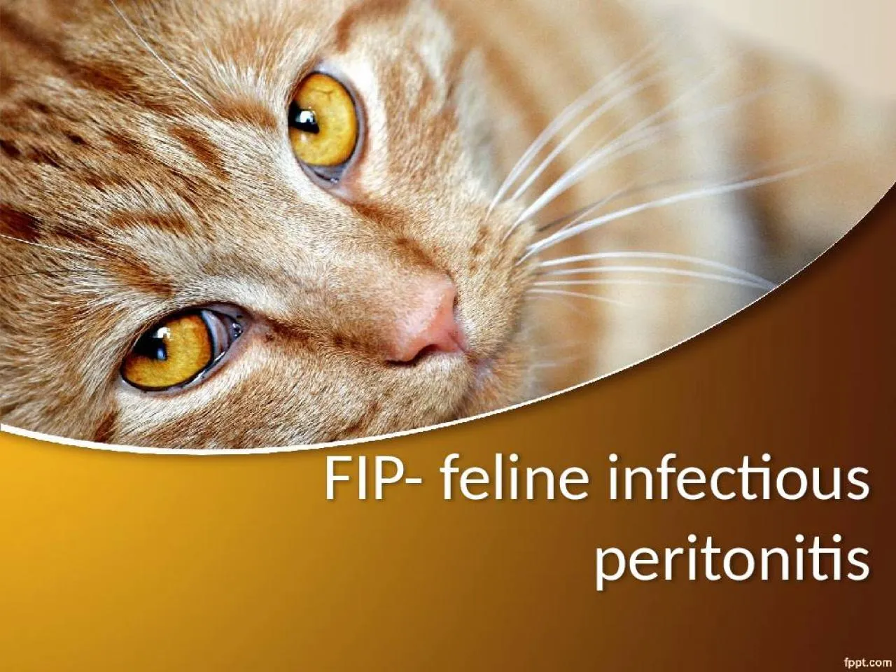 PPT-FIP- feline infectious peritonitis