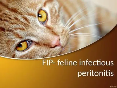 FIP- feline infectious peritonitis