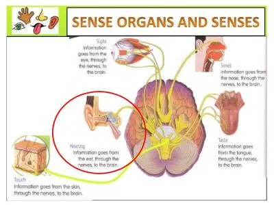 Take Care of Your Ears Protect your ears from very loud sounds especially if they last a long time