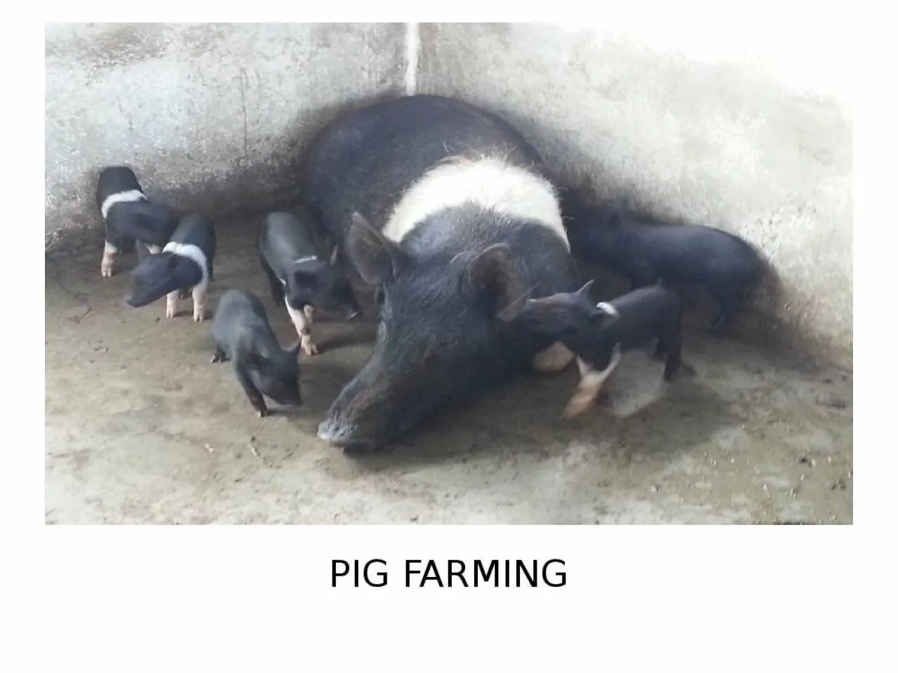 PPT-PIG FARMING PIG FARMING (A Piggy Bank)