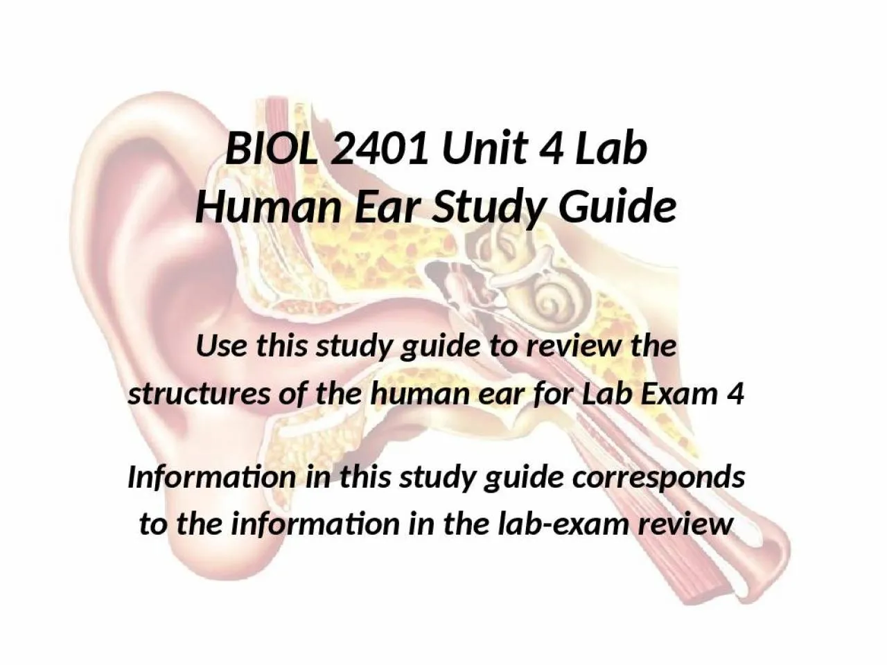 PPT-BIOL 2401 Unit 4 Lab Human Ear Study Guide