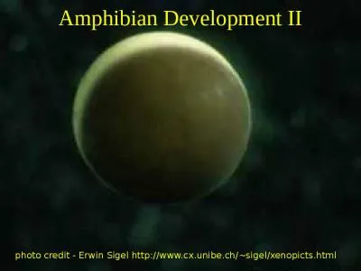 Amphibian Development II