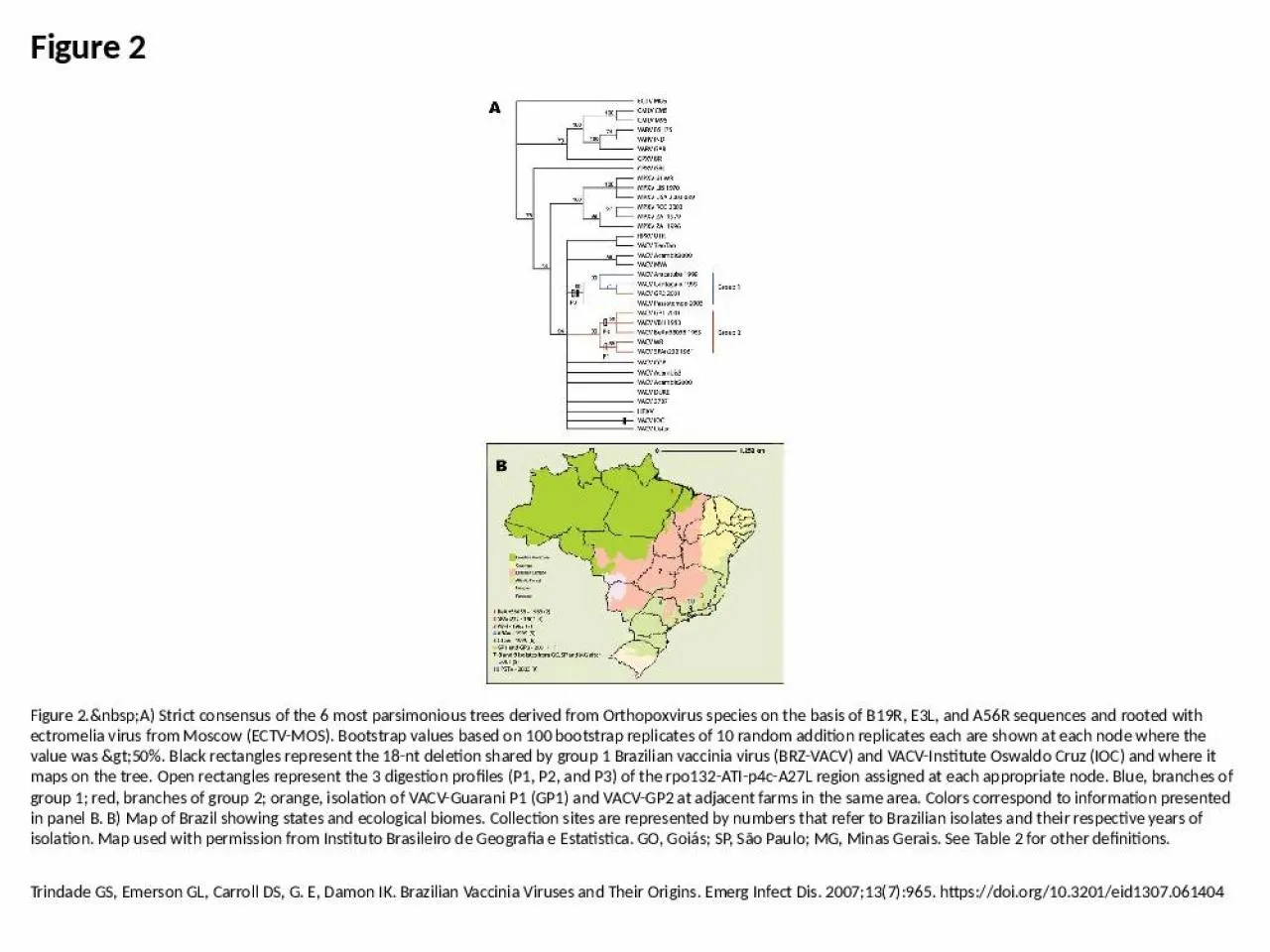 PPT-Figure 2 Figure 2.&nbsp;A) Strict consensus of the 6 most parsimonious trees derived