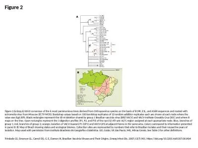 Figure 2 Figure 2.&nbsp;A) Strict consensus of the 6 most parsimonious trees derived