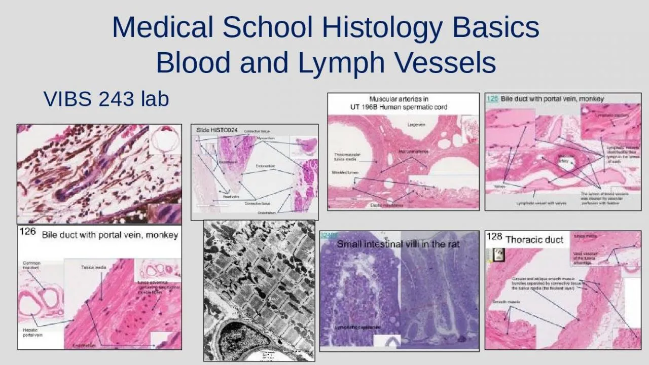 PPT-VIBS 243 lab Medical School Histology Basics Blood and Lymph Vessels