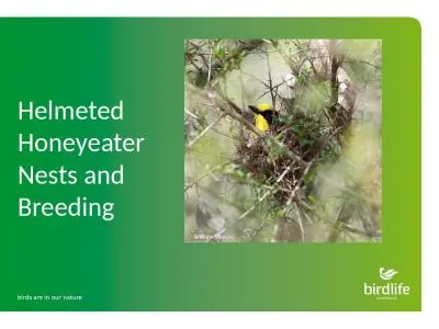 Helmeted  Honeyeater  Nests and