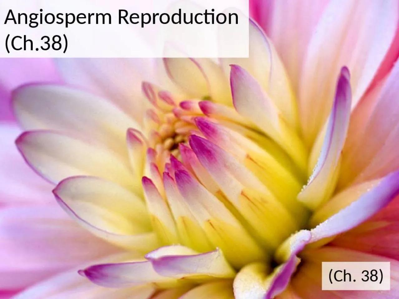 PPT-Angiosperm Reproduction (Ch.38)