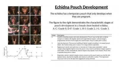 Grade Description 0 Post/Pre-breeding season and early development: Pouch may be flat with no later