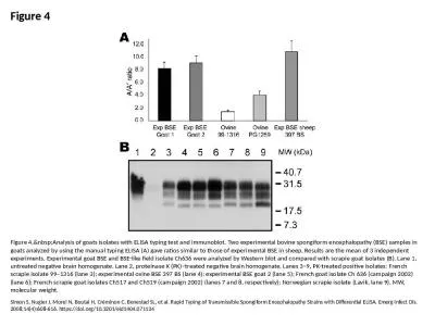 Figure 4 Figure 4.&nbsp;Analysis of goats isolates with ELISA typing test and immunoblot. Two e